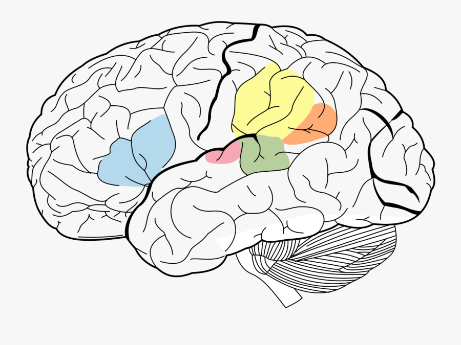Science Of Human Nature - Wernicke's Area, Transparent Clipart