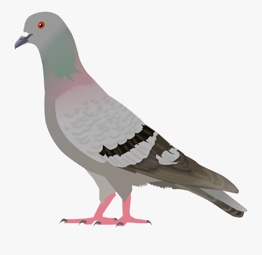 Pigeon Png Images, Free Pigeon Png Pictures Download - Pigeon Clipart, Transparent Clipart
