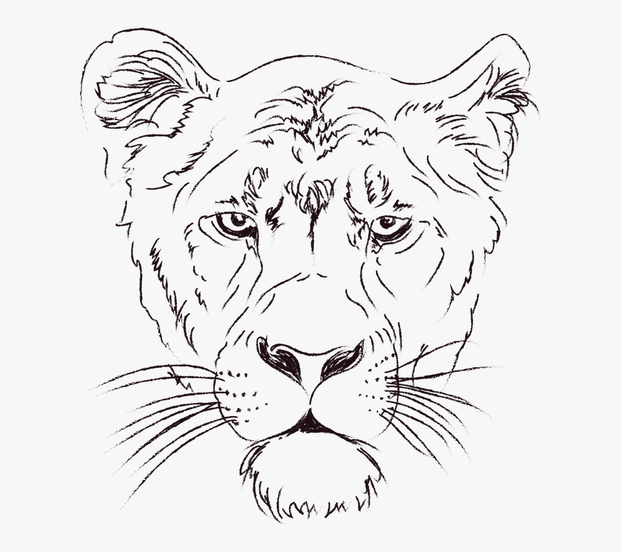 The Lioness, Lion, Animals, Figure, Zoo, Clip Art - Lioness Png, Transparent Clipart