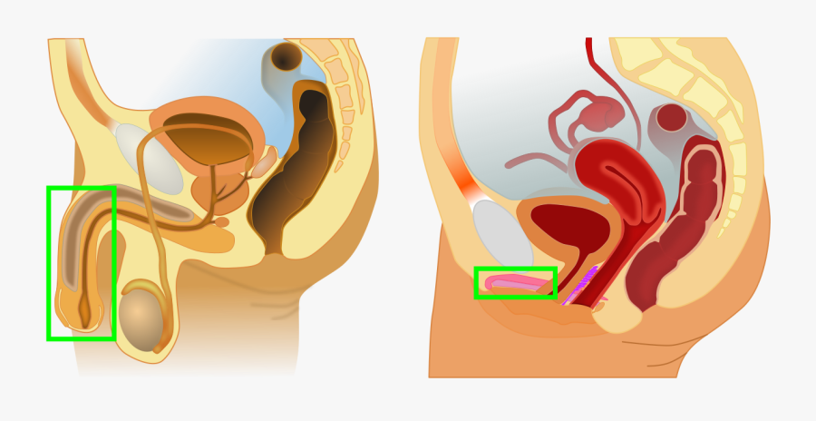 Male And Female Penis Clitoris - G Spot, Transparent Clipart