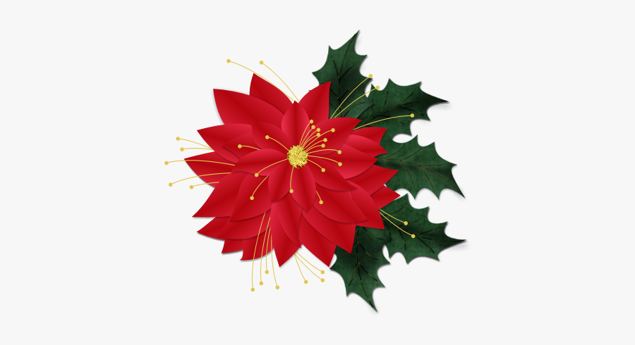 Poinsettia, Transparent Clipart