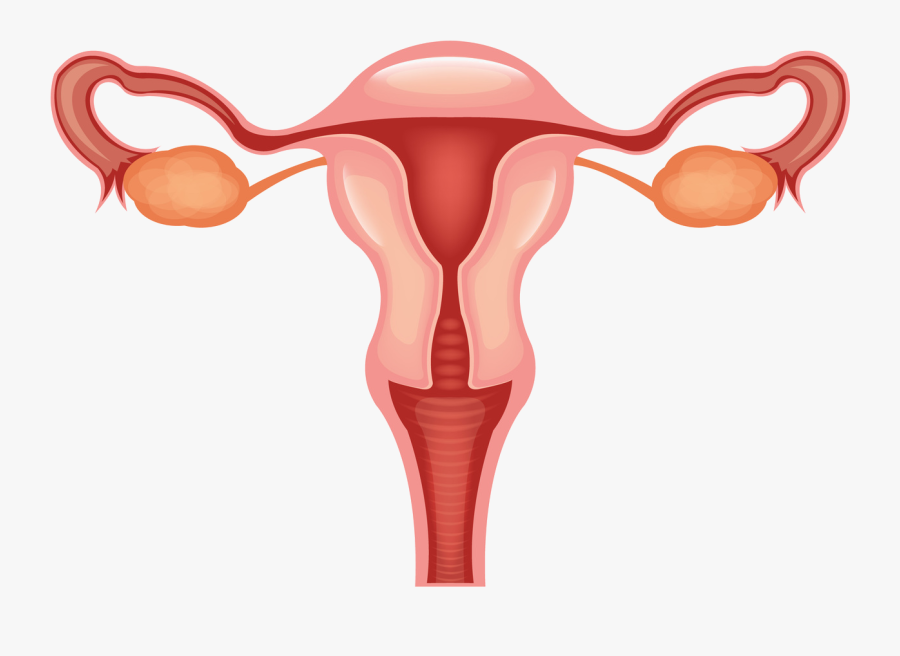 Facts About The Vagina - Stage 2 Of Menstrual Cycle, Transparent Clipart