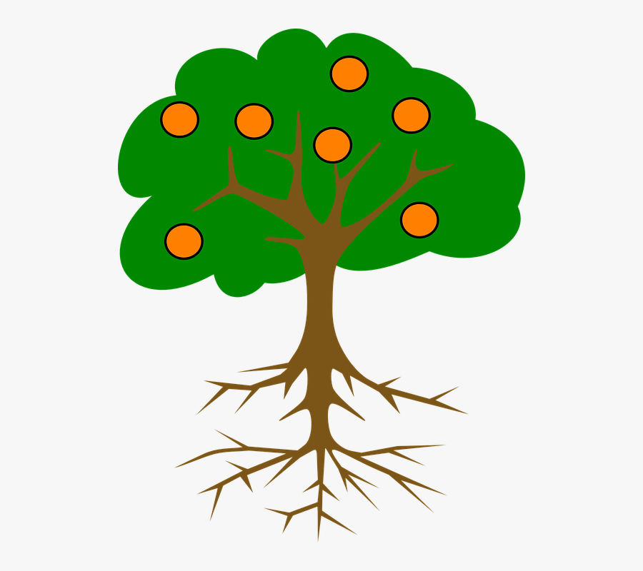 Collection Of Cartoon Orange Tree - Parts Of The Tree Clip Art , Free