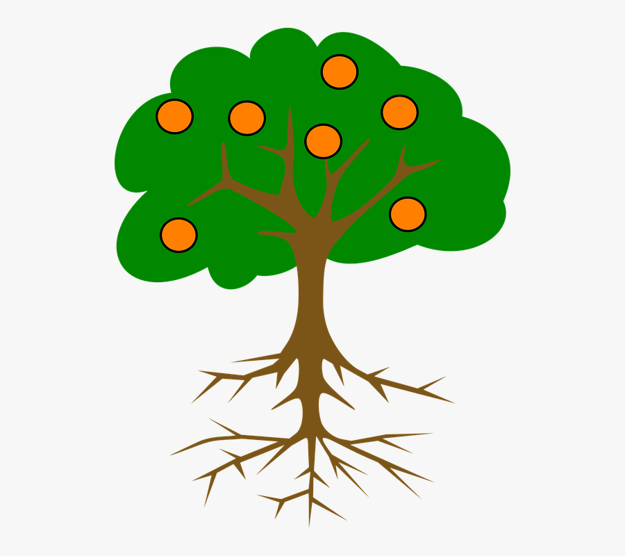 Collection Of Cartoon Orange Tree - Parts Of The Tree Clip Art, Transparent Clipart