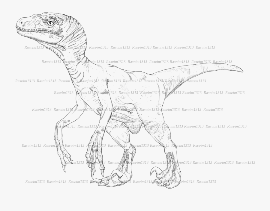 Raptor Featherd Non Feathered - Realistic Raptor Dinosaur Drawing, Transparent Clipart