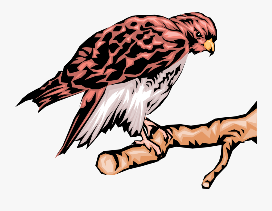 Birds Vector Png -vector Illustration Of Bird Of Prey - Hawk, Transparent Clipart