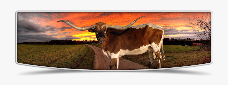 Contact Lutt Longhorns In - Sunset Hd, Transparent Clipart