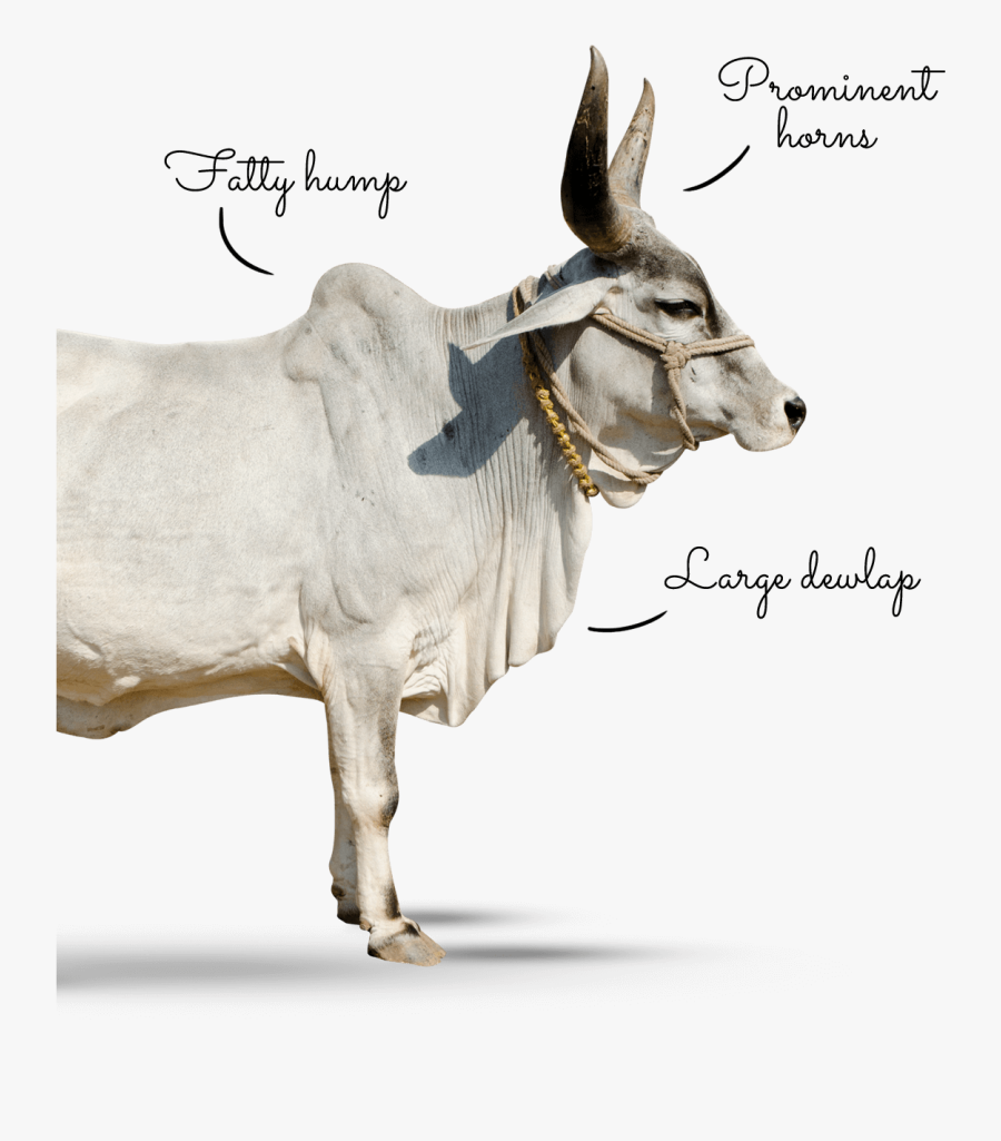 Why-zebu - Burro, Transparent Clipart