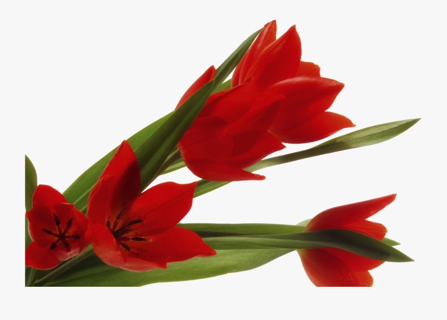 Flores Clipart , Png Download, Transparent Clipart