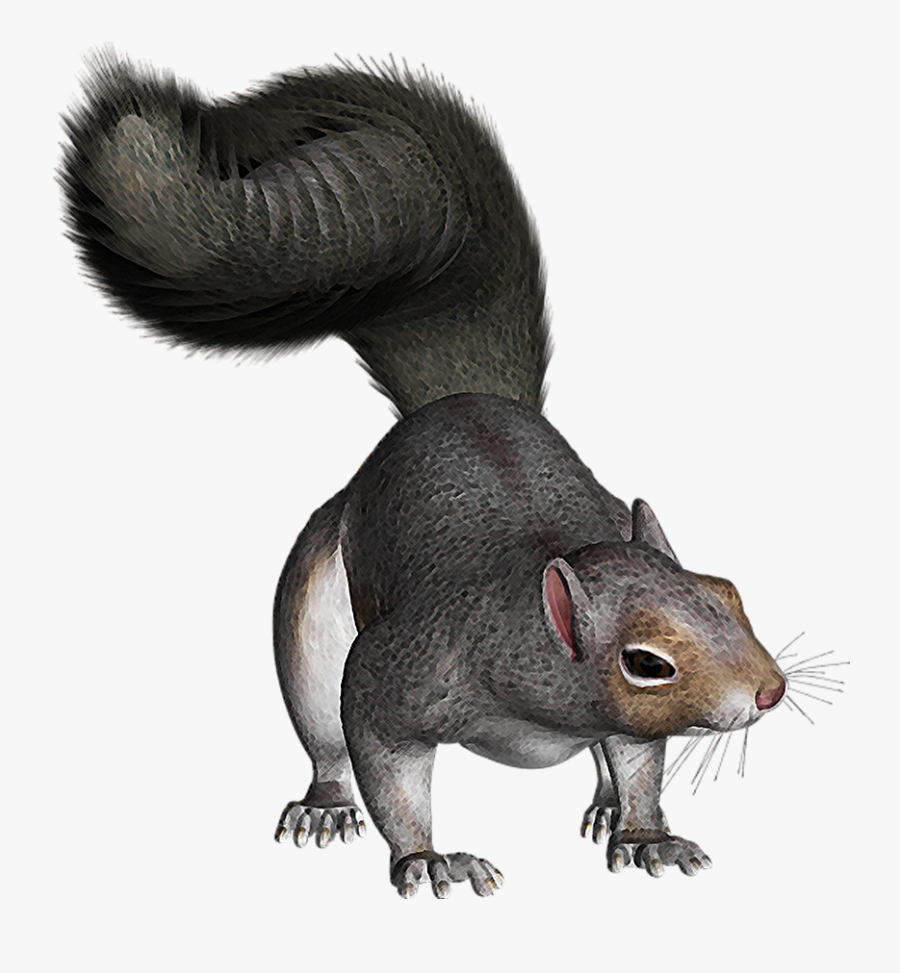 Squirrel, Transparent Clipart