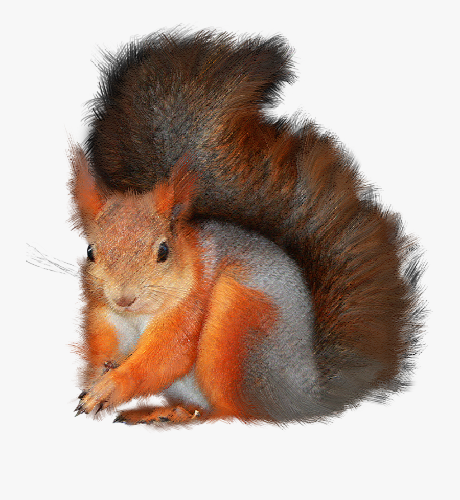 Ardilla Fondo Transparente, Transparent Clipart