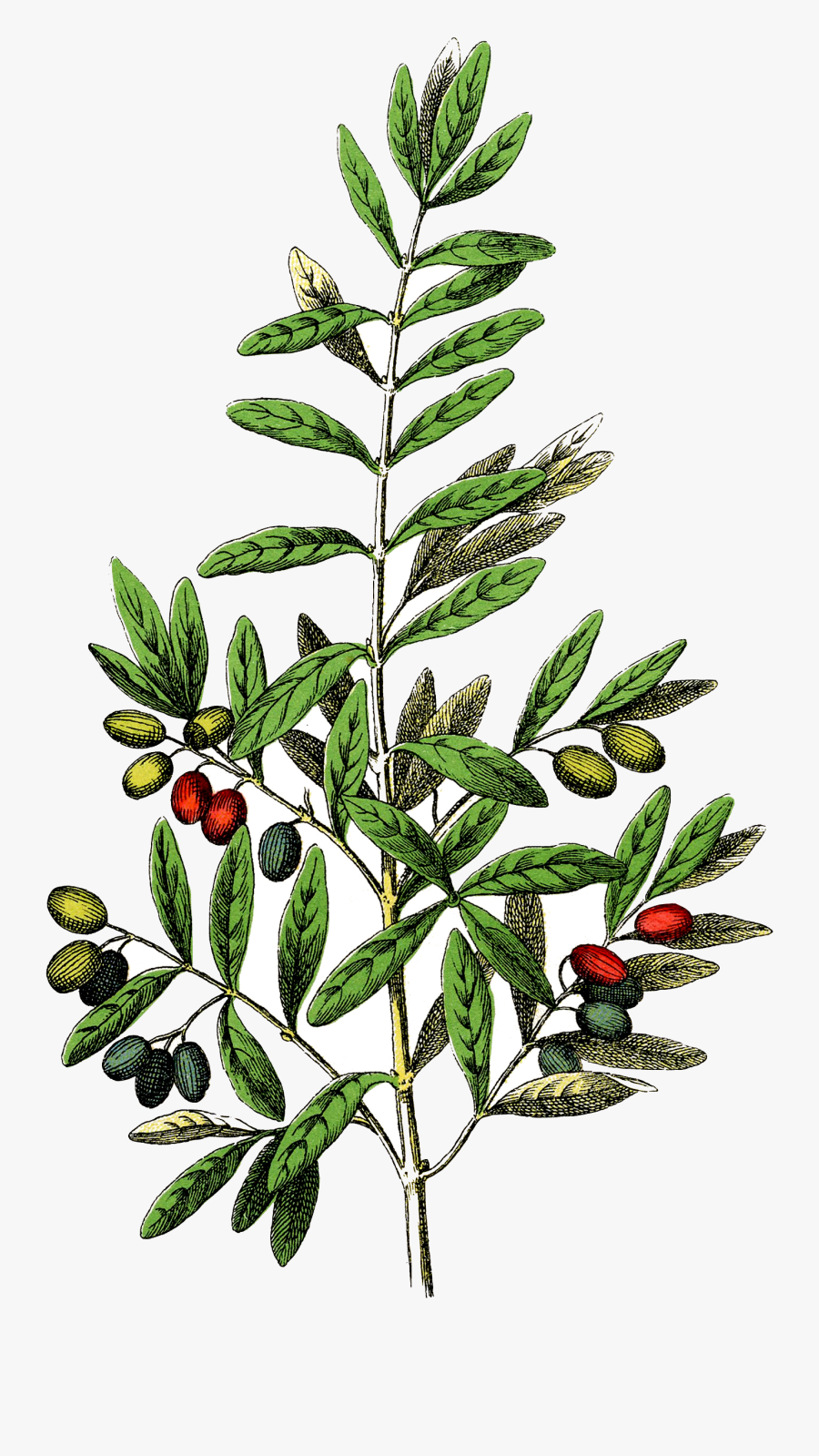 Free Botanical Olives Clip Art Graphicsfairy - Botanical Illustration Olive, Transparent Clipart
