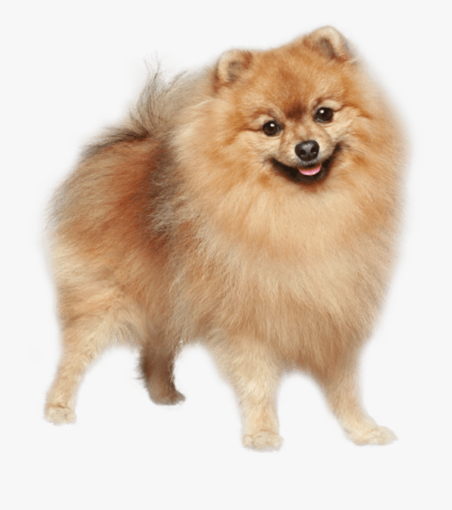 #cute #dog #animal #pet #loyal #puppy #fluffy #happy - German Spitz Dog, Transparent Clipart