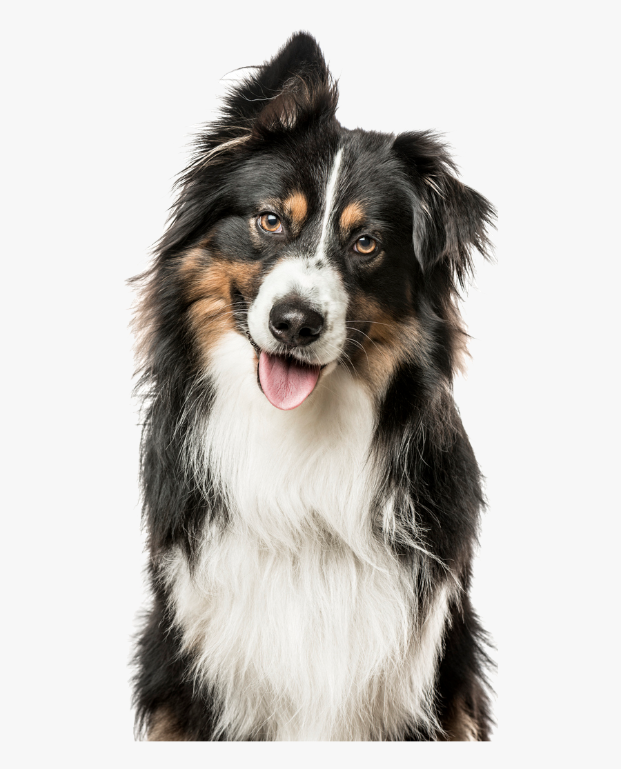 Clip Art Faqs Vivamune Health You - Guardianes Del Alma Gaiardelli, Transparent Clipart