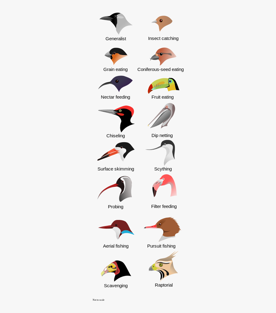 Long And Pointed Beak Animal Name, Transparent Clipart