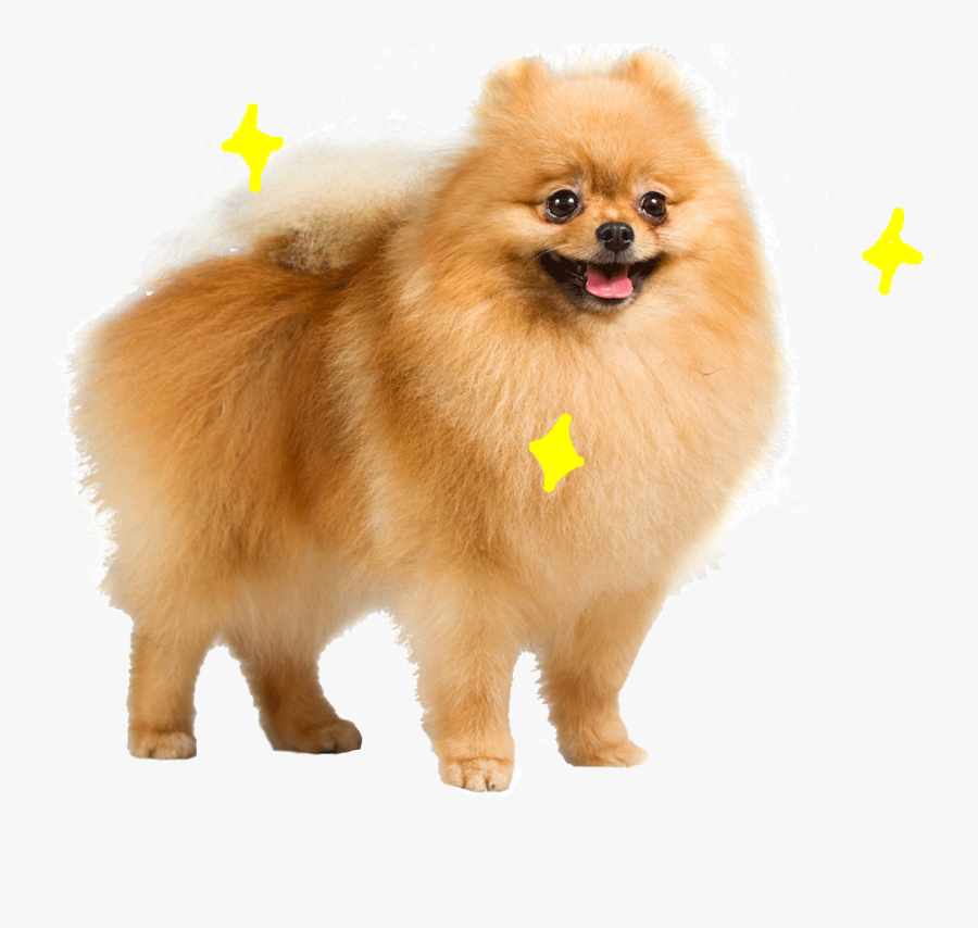 Pomeranian Transparent, Transparent Clipart
