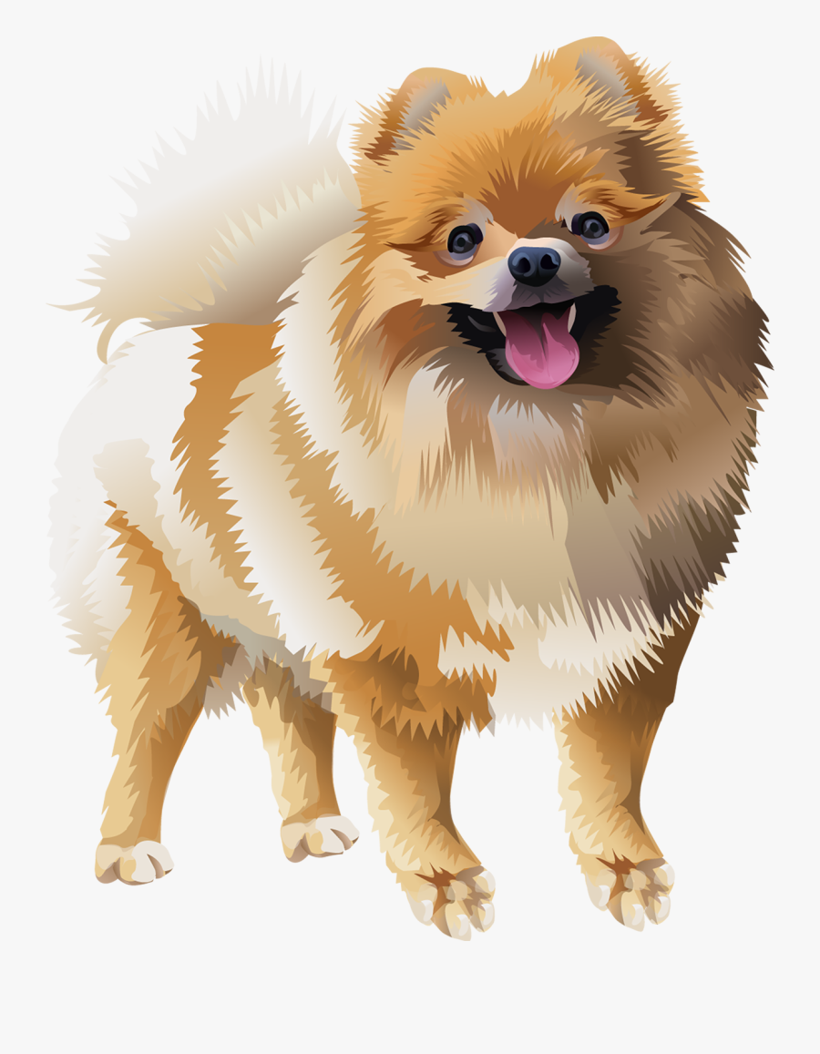 Pomeranian Paw Transparent, Transparent Clipart