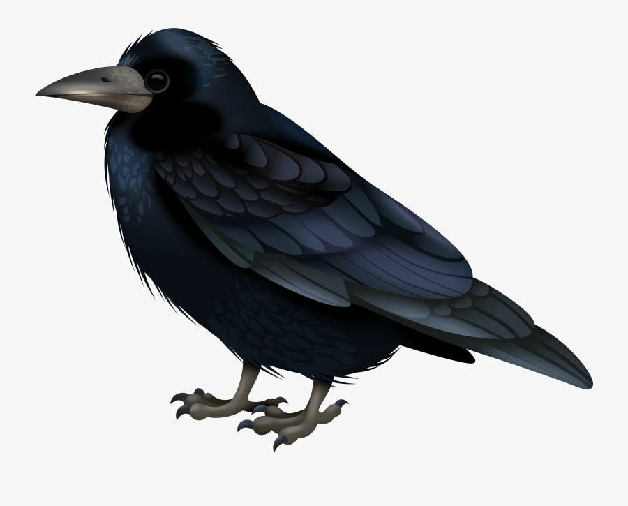 Black Crow Transparent Image, Transparent Clipart