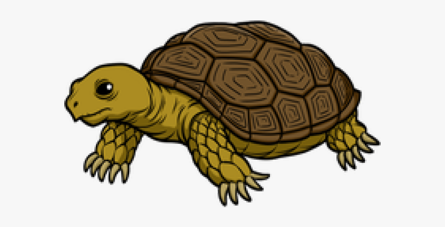 Tortoise Clipart, Transparent Clipart