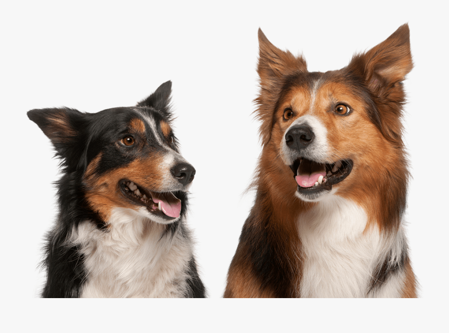 Difference Between Female And Male Border Collies, Transparent Clipart