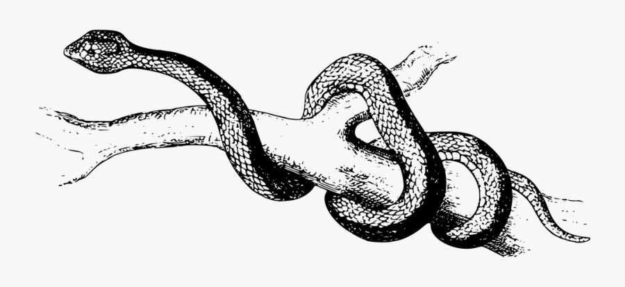 Snake Cliparts Black 4, Buy Clip Art - Boa Constrictor Clipart Black And White, Transparent Clipart