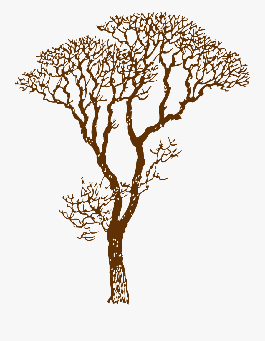 Stencil Drawing Tree - Brazil Nut Tree Outline, Transparent Clipart