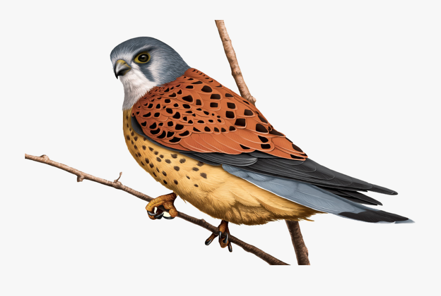 Kestrel Clipart, Transparent Clipart