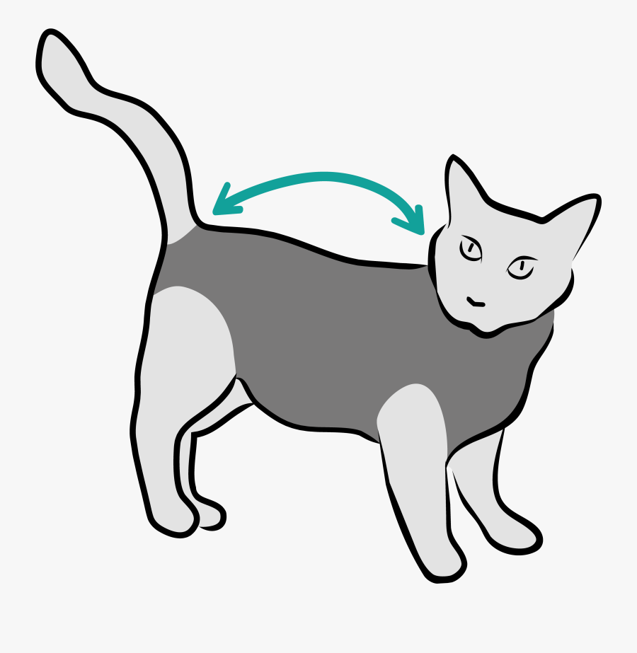 Domestic Short-haired Cat, Transparent Clipart