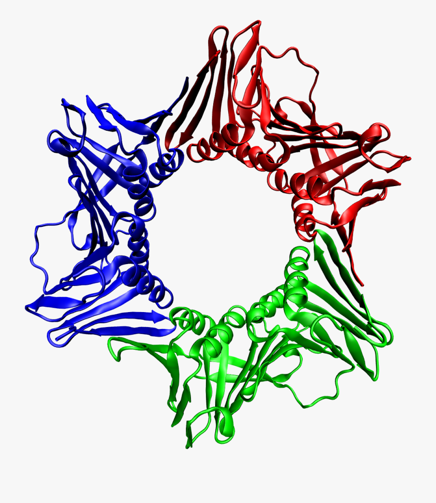 1axc Tricolor - Pcna Proteina, Transparent Clipart