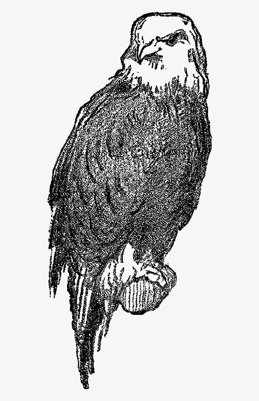 Bird Eagle Digital Image - Falcon, Transparent Clipart