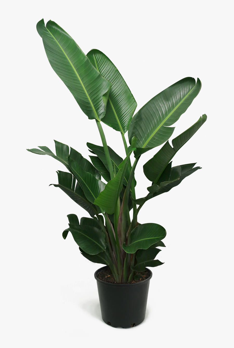 Bird Of Paradise Plant Png - Bird Of Paradise Plant Large, Transparent Clipart