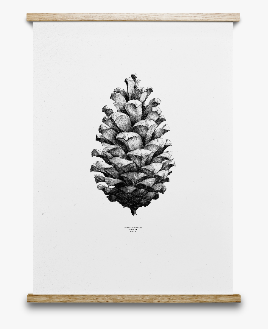 Pinecone Drawing Conifer Cone - Pine Cone Illustration, Transparent Clipart
