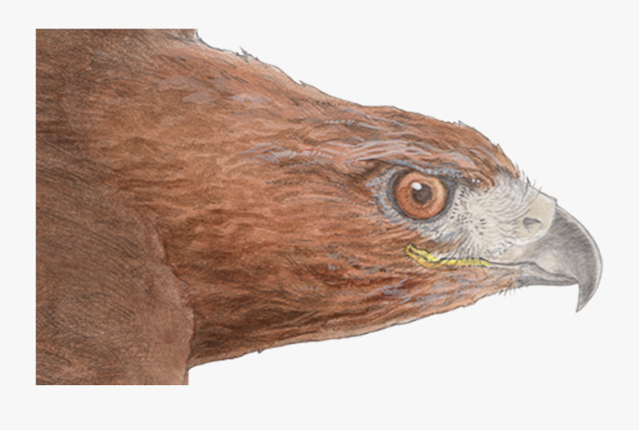 Dinosaur - Golden Eagle, Transparent Clipart