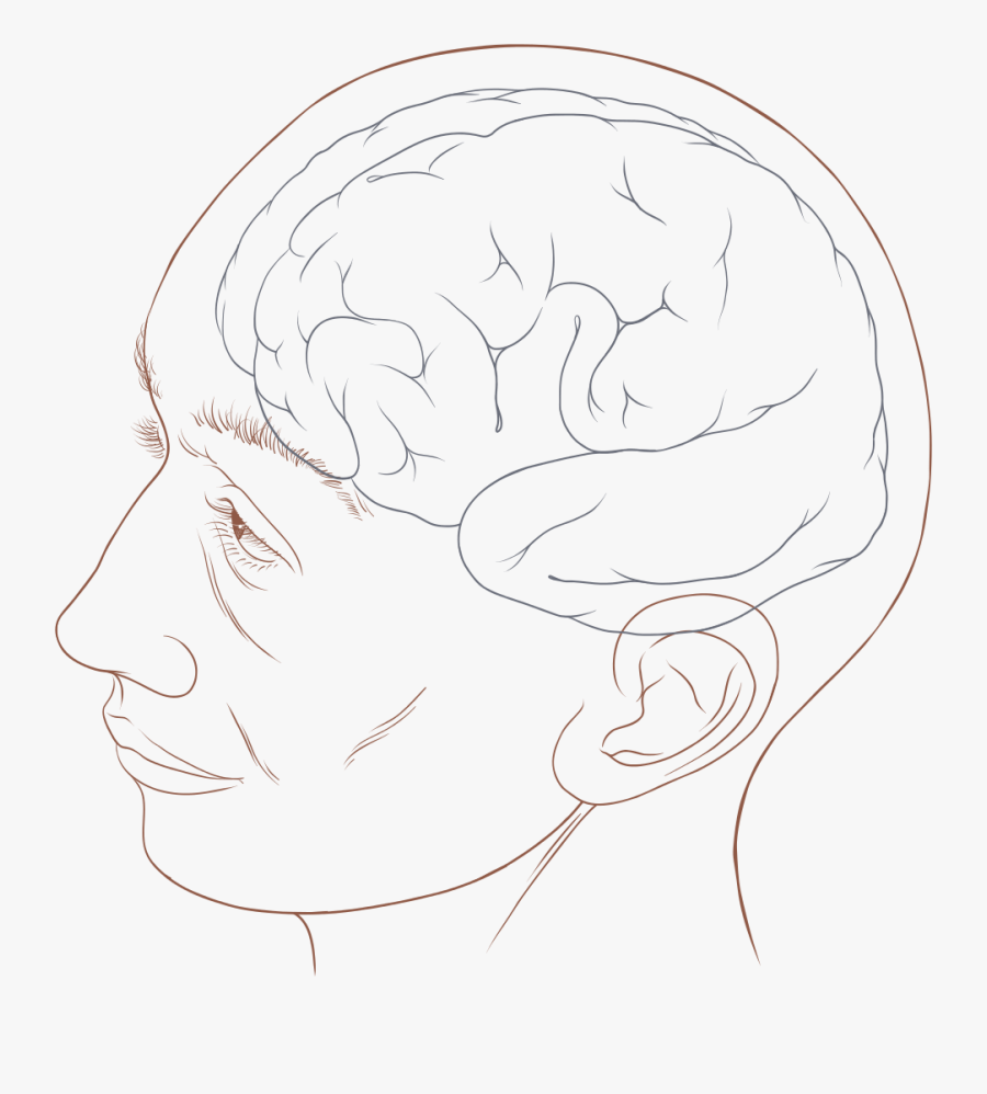 Human Head Png - Human Head Diagram, Transparent Clipart