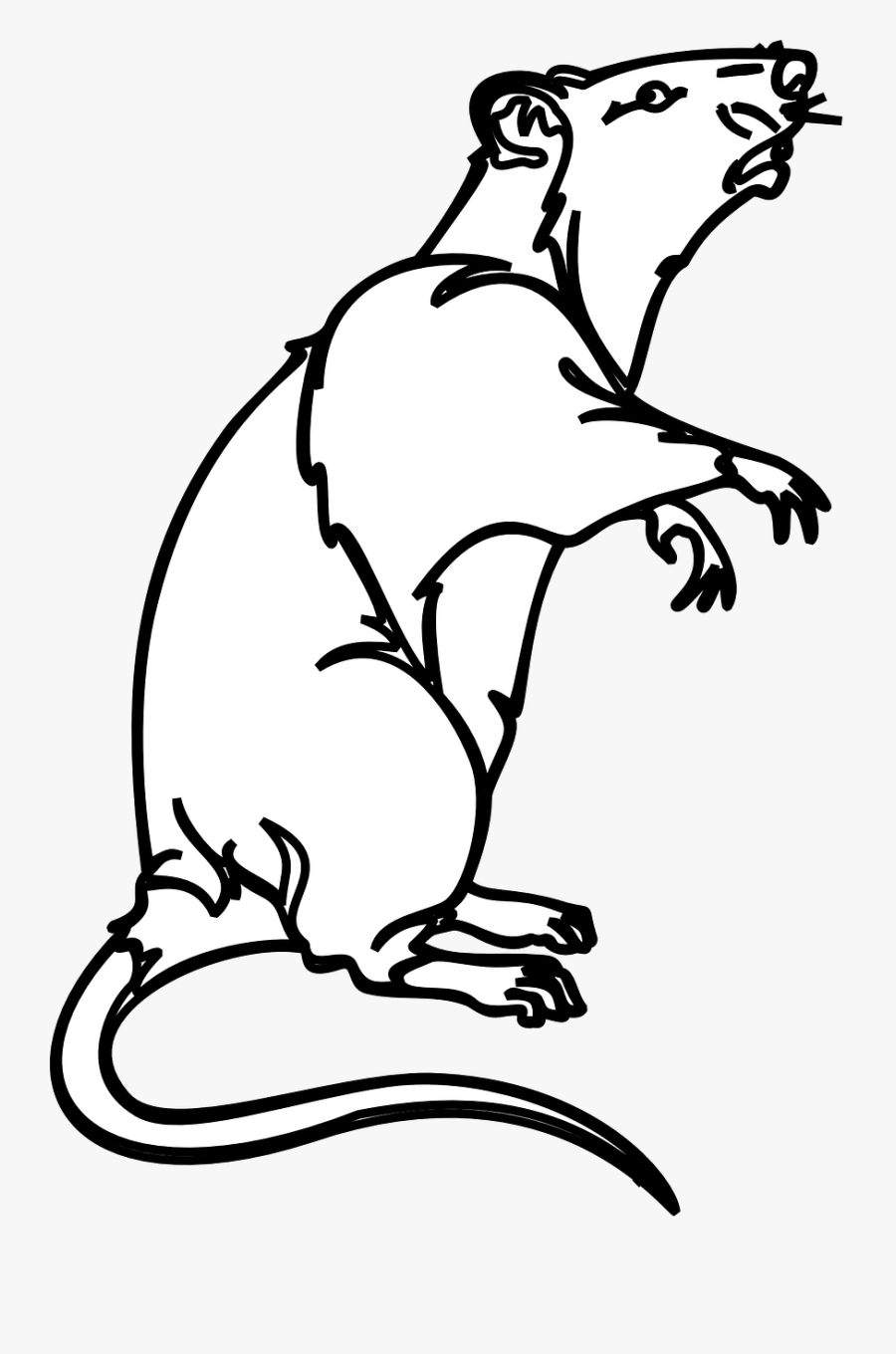 Rat Rodent Laboratory Rat Free Photo - Rat Clipart Black And White, Transparent Clipart