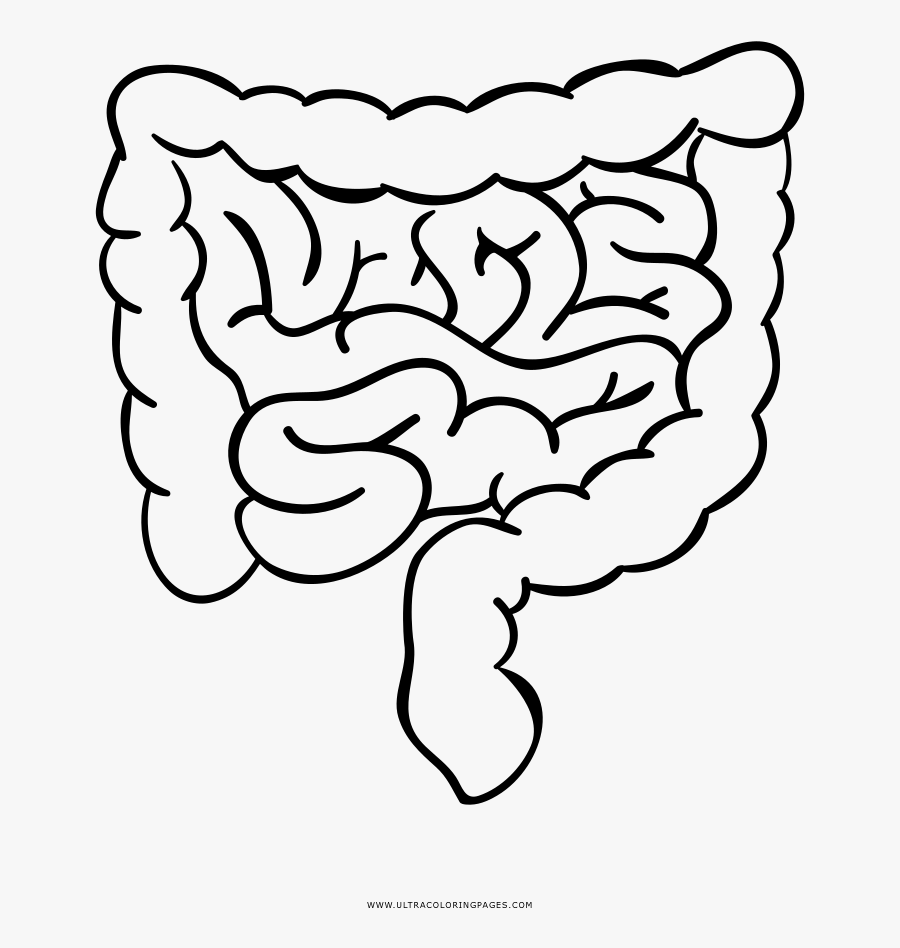 Clip Art Intestino Desenho - Line Art, Transparent Clipart