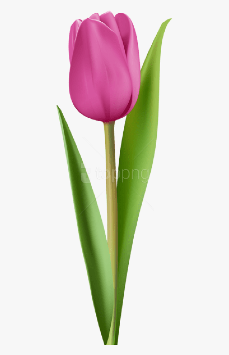 Tulip Clip Art, Transparent Clipart