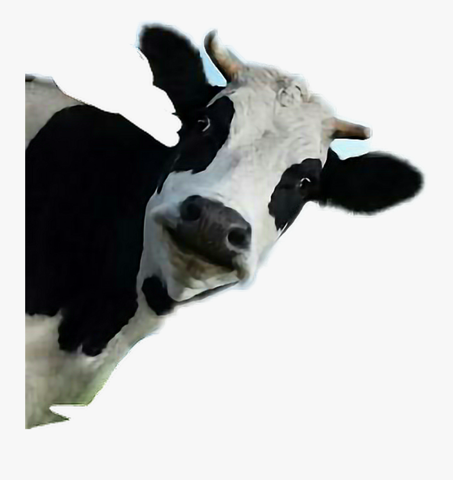 Transparent Vaca Clipart - Funny Cow Transparent Background, Transparent Clipart