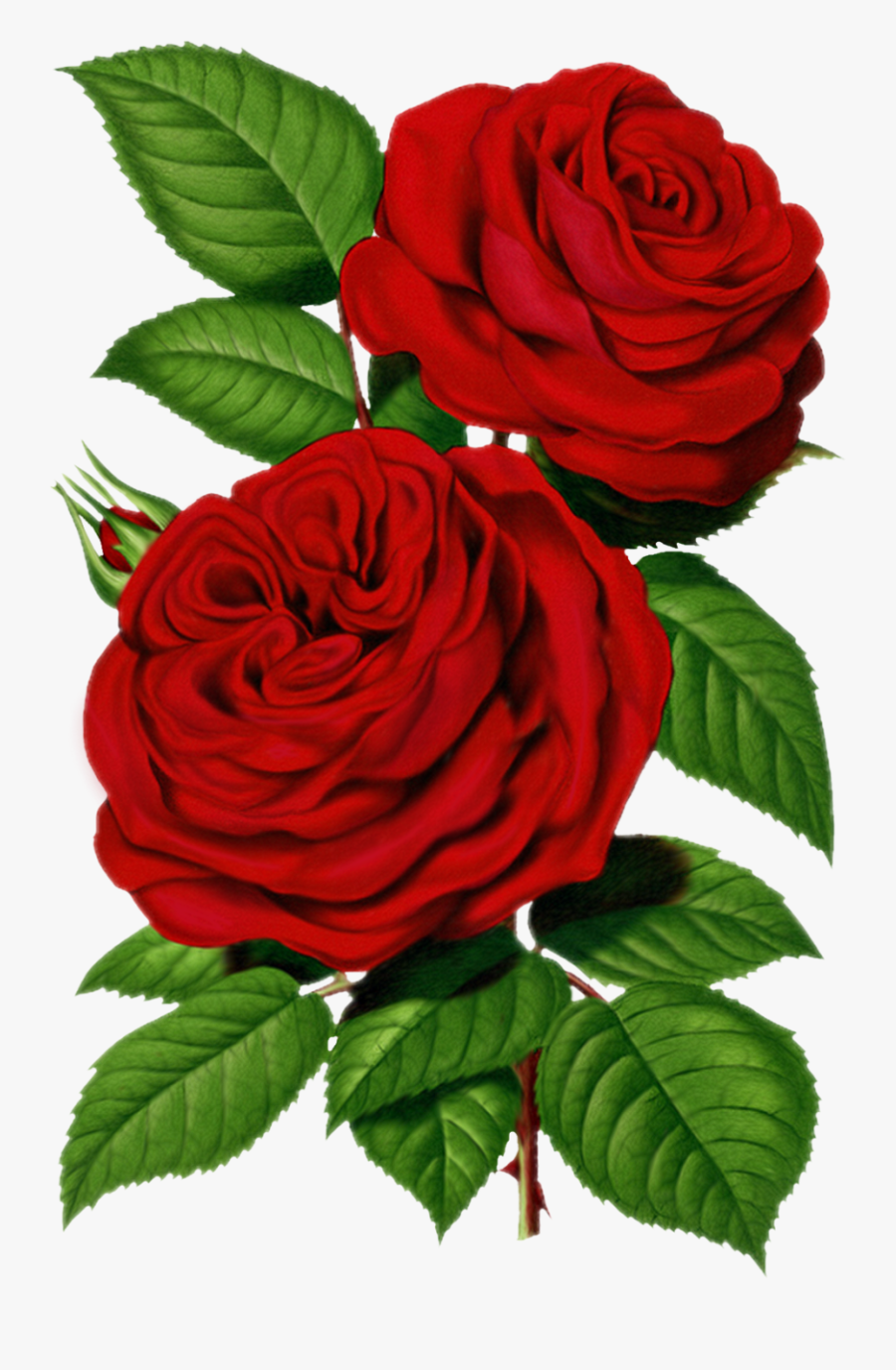 Victorian Red Rose Graphic - Good Morning Share Chat, Transparent Clipart