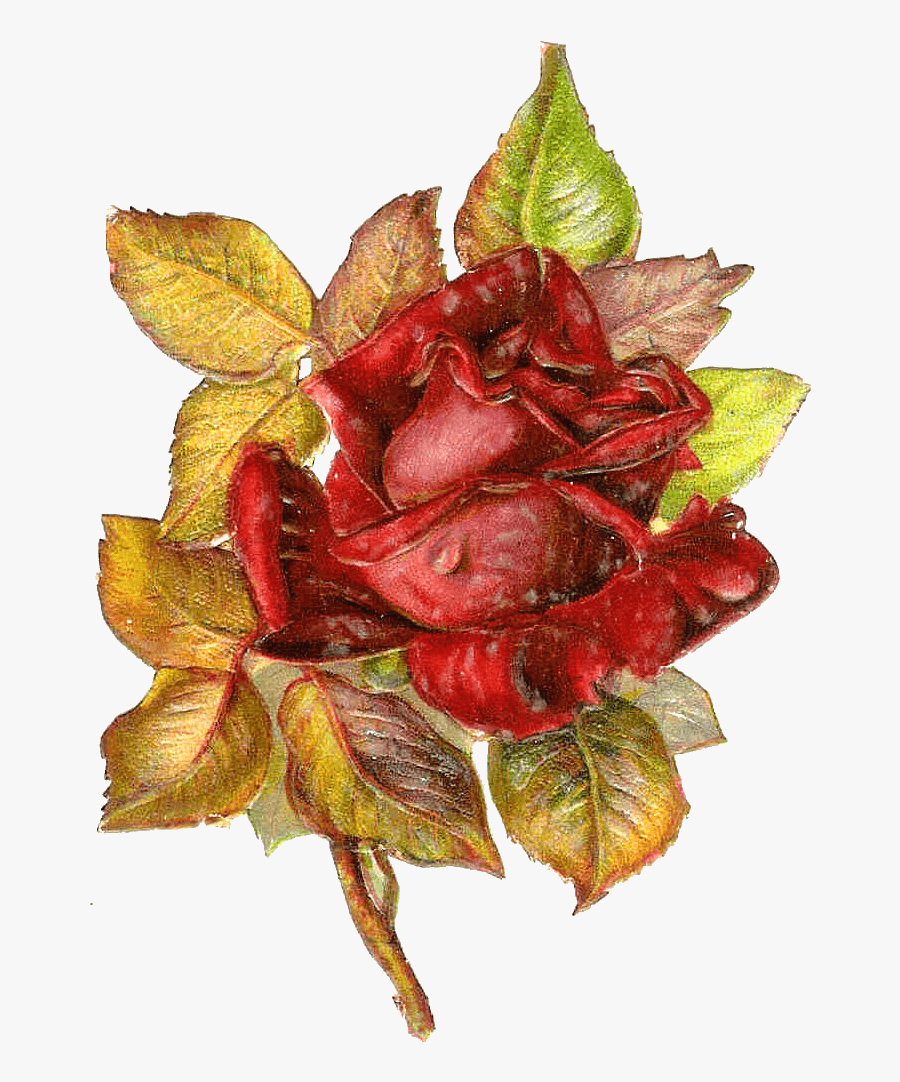 Victorian Rose Clip Art - Victorian Red Rose Transparent, Transparent Clipart