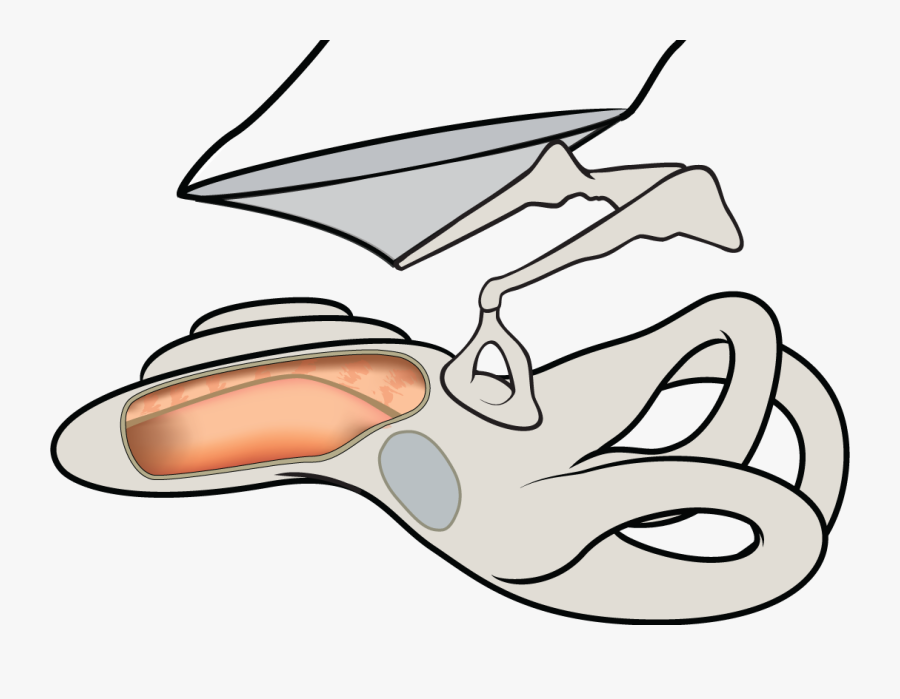 Nakajima Ear Mechanics Lab, Transparent Clipart