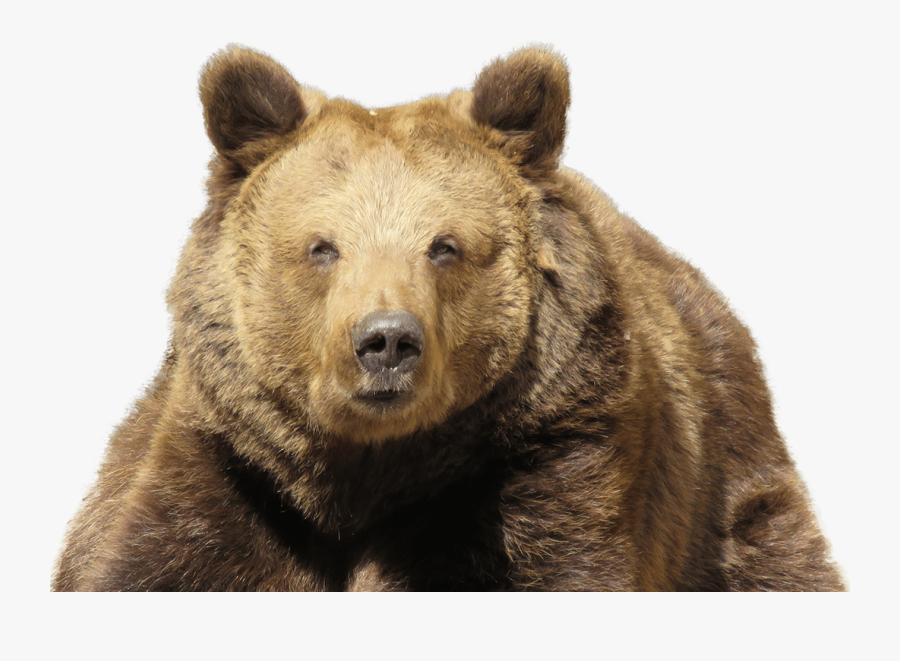 Brown Bear Brown Bear - Player Unknown Battlegrounds Cave, Transparent Clipart