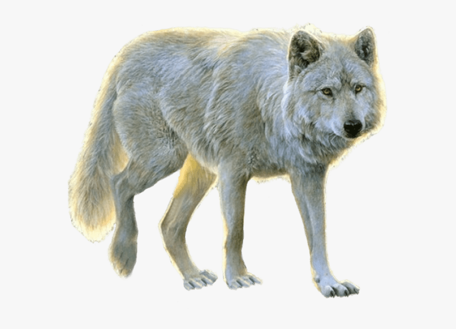 Dog Arctic Wolf Portable Network Graphics Transparency - Transparent Background Wolf Png, Transparent Clipart