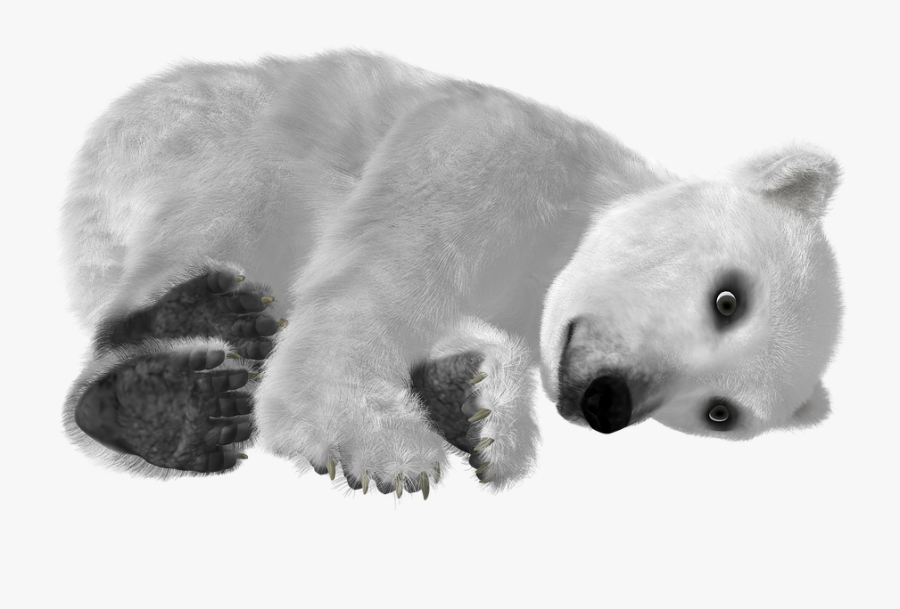 Polar Bear, Transparent Clipart