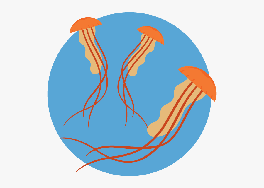 Jellies - Illustration, Transparent Clipart