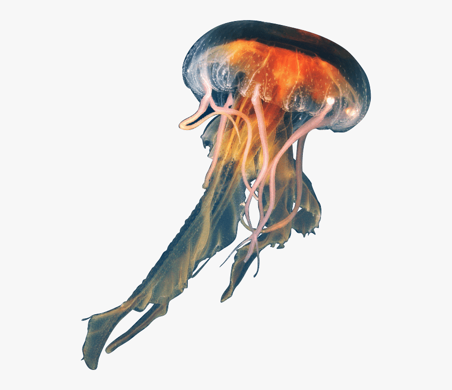 Jellyfish Png, Transparent Clipart