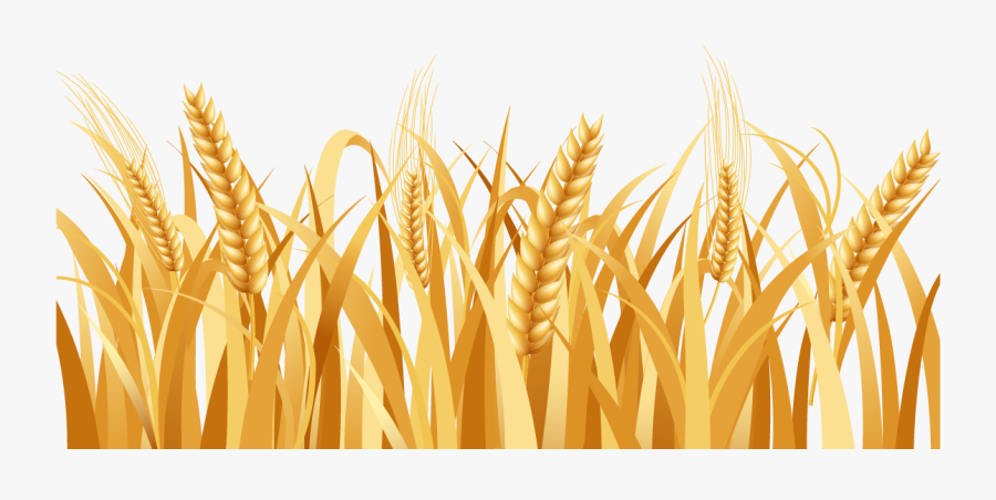 Image Free Library Barley Vector Wheat Plant - Wheat Field Transparent Background, Transparent Clipart