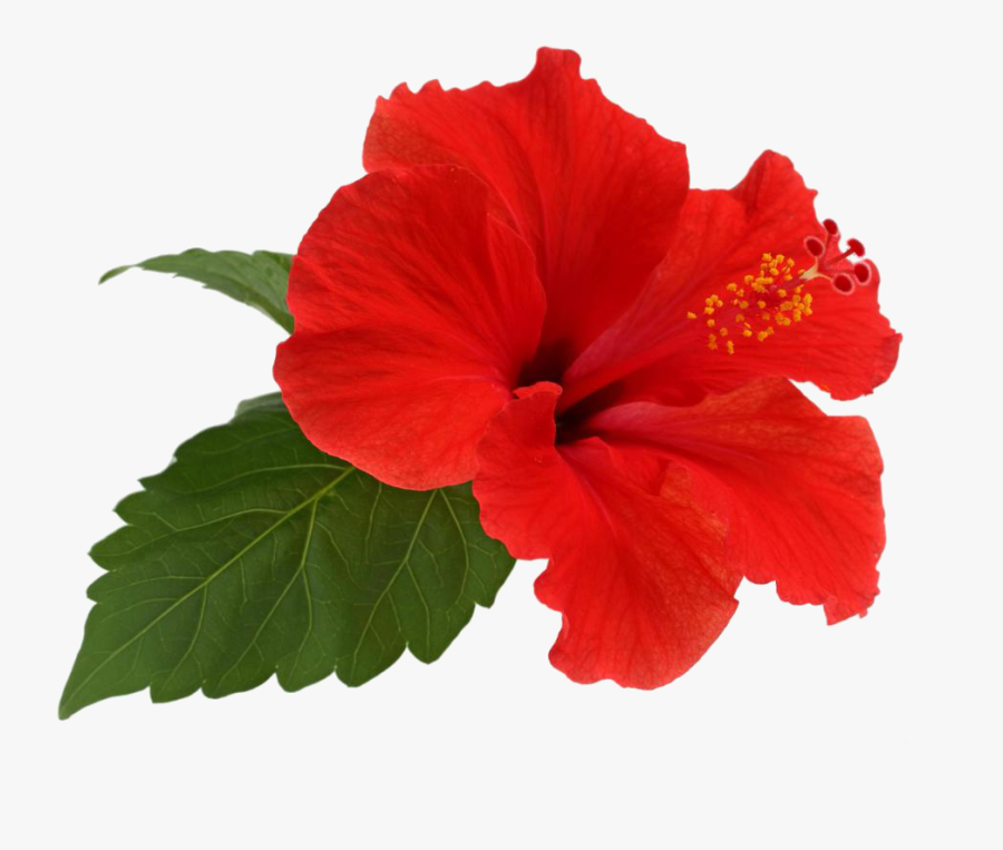 Shoeblackplant Flower Tea Leaf - Hibiscus Png, Transparent Clipart
