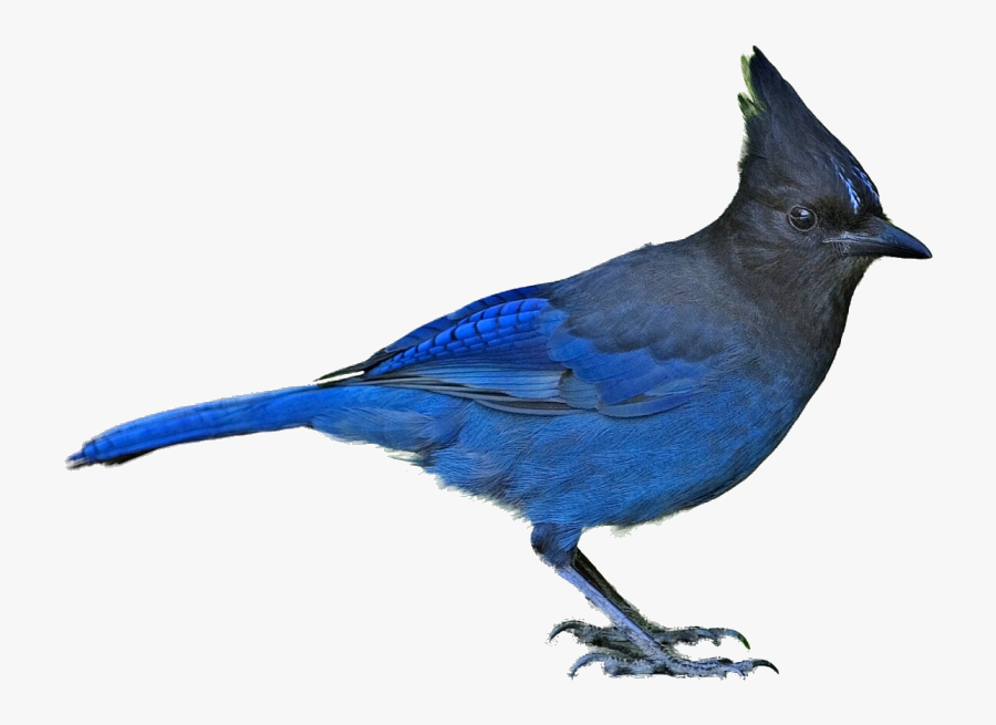Blue Jay First British Columbia Provincial Bird Clipart - British Columbia Provincial Bird, Transparent Clipart