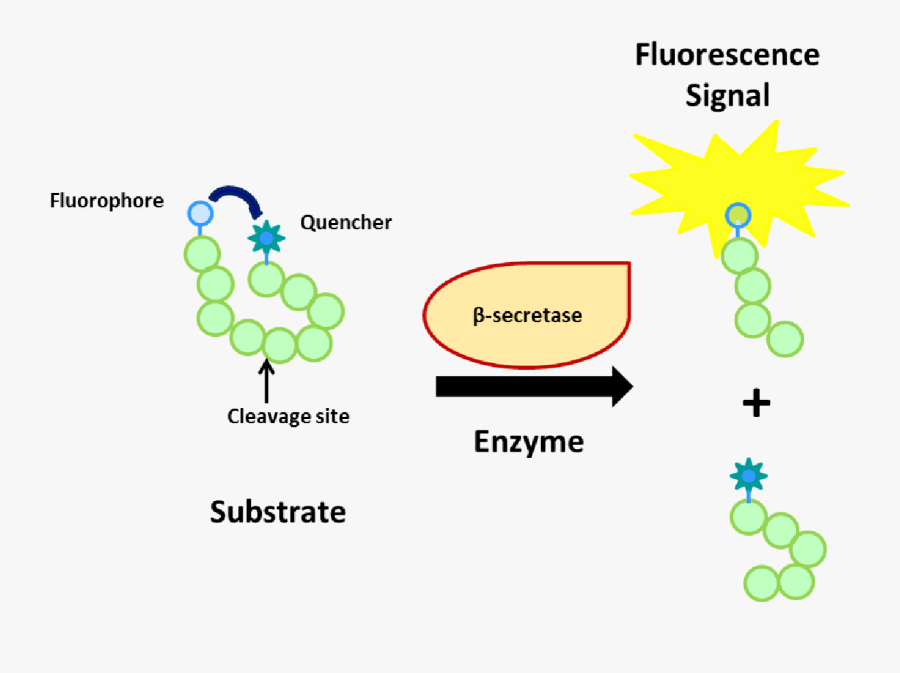 Diagram, Transparent Clipart